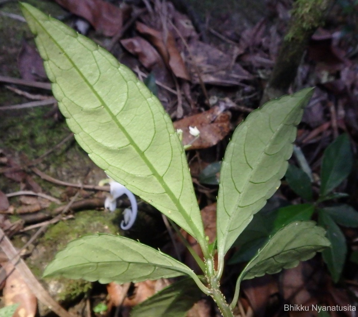 Impatiens cornigera Arn.